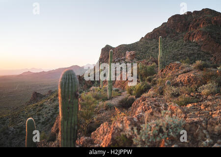 Soir lumière brille sur le désert d'Arizona Saguaro National Park Banque D'Images