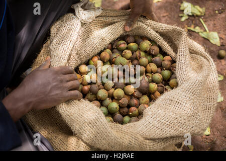 Commerce équitable fraîchement récolté les noix de macadamia sont emballés dans le comté de Kirinyaga, au Kenya. Banque D'Images