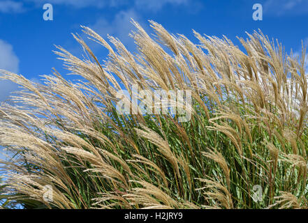 Les herbes dans le vent contre un ciel bleu. Banque D'Images