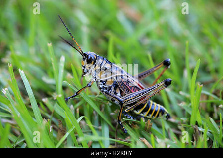 Lubber Grasshopper sur herbe, Caroline du Sud Banque D'Images