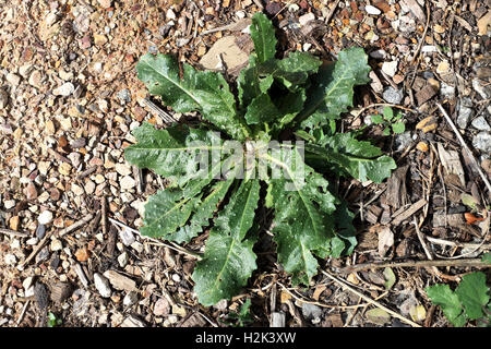 Hypochaeris radicata ou également connu sous le nom de Rough Cat's Ear Banque D'Images