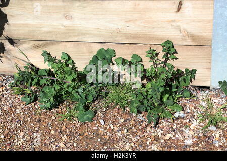 Lactuca serriola ou également connu sous le nom de laitue poussant près du mur de retenue Banque D'Images