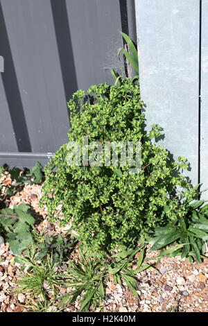 L'euphorbe ésule mesquins ou connu comme Euphorbia peplus l'une des mauvaises herbes australienne commun Banque D'Images