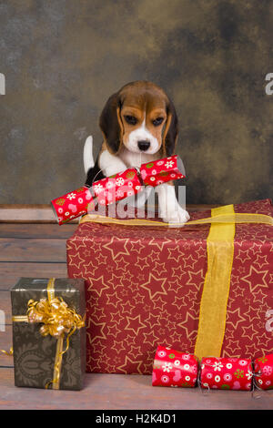 Sept semaines adorable petit chiot beagle voler un cadeau de Noël Banque D'Images