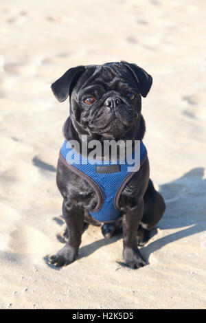 Le pug noir assis sur le sable, plage de la mer du Nord, Allemagne Banque D'Images