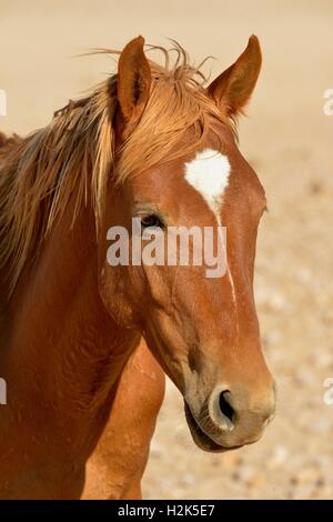 Cheval du désert (Equus ferus) près de Garub waterhole, près de l'Aus, Région Karas, Namibie Banque D'Images