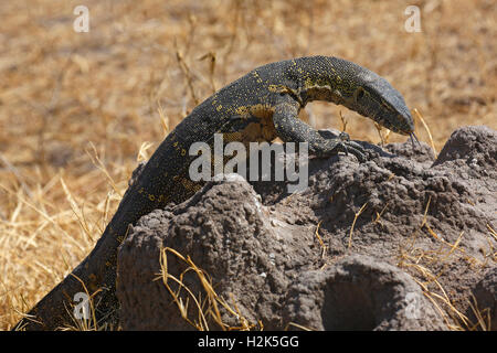 Moniteur du Nil (Varanus niloticus), un lézard, nourriture, termitière, Serengeti National Park, Tanzania Banque D'Images