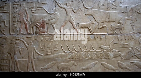 L'Égypte. Nécropole de Saqqara. Mastaba de Kagemni (2350 BC). Juge en chef et le vizir du pharaon Téti. Polychromie relief représentant l'élevage de bovins. Traire une vache et les éleveurs de bovins en mouvement à travers l'eau. 6ème dynastie. Vieux Royaume. Banque D'Images