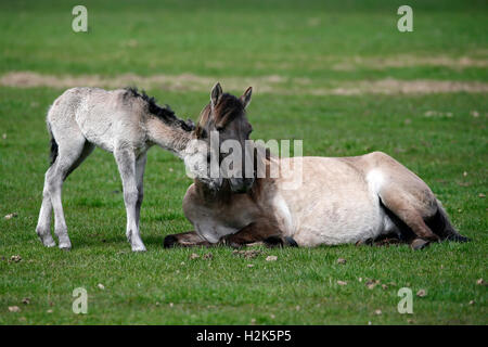 Dülmen pony, de la mère et de l'ânon, Dulmen, Rhénanie du Nord-Westphalie, Allemagne Banque D'Images