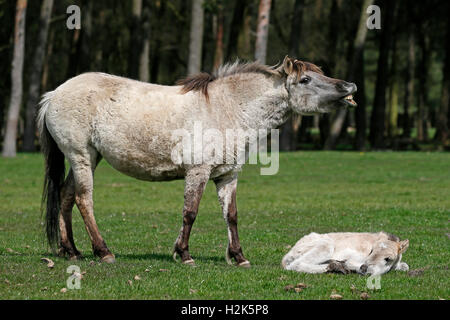 Dülmen poney, poulains et adultes, neighs, Dulmen, Rhénanie du Nord-Westphalie, Allemagne Banque D'Images