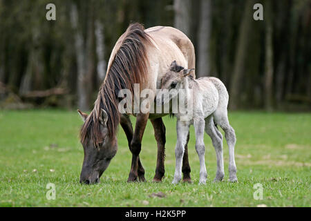 Dülmen pony, de la mère et de l'ânon, Dulmen, Rhénanie du Nord-Westphalie, Allemagne Banque D'Images