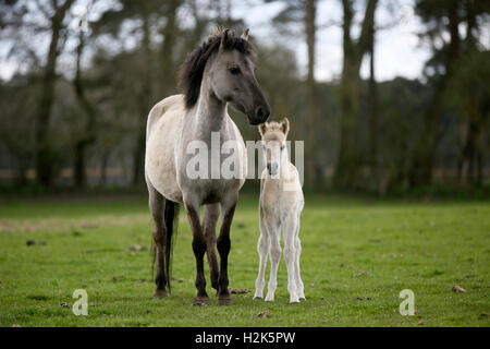 Dülmen pony, de la mère et de l'ânon, Dulmen, Rhénanie du Nord-Westphalie, Allemagne Banque D'Images