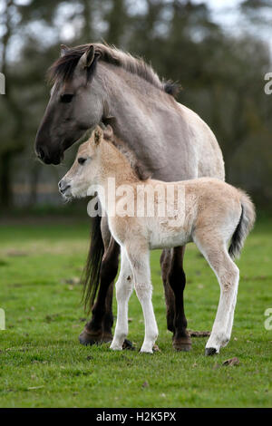 Dülmen pony, de la mère et de l'ânon, Dulmen, Rhénanie du Nord-Westphalie, Allemagne Banque D'Images