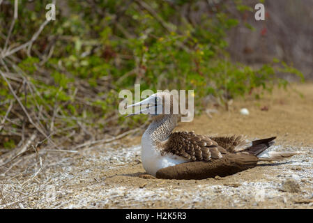 Fou à pieds bleus (Sula nebouxii) assis dans nid, broyer, Isla de la Plata, Parc National Machalilla, Province de Manabi Banque D'Images