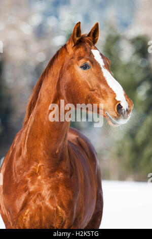 Cheval hanovrien brun avec fourrure rougeâtre, la neige fond, Tyrol, Autriche Banque D'Images