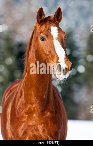 Cheval hanovrien brun avec fourrure rougeâtre, la neige fond, Tyrol, Autriche Banque D'Images