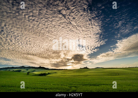 Vert typique du paysage toscan de Bagno Vignoni, Val d'Orcia avec une ferme sur une colline, des champs de céréales, de cyprès au coucher du soleil Banque D'Images