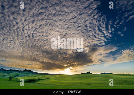 Vert typique du paysage toscan de Bagno Vignoni, Val d'Orcia avec une ferme sur une colline, des champs de céréales, de cyprès au coucher du soleil Banque D'Images