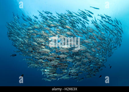 De grands bancs de caranges (Caranx sexfasciatus) nager en pleine mer, l'île de l'archipel de Wakatobi, Tukangbesi Banque D'Images