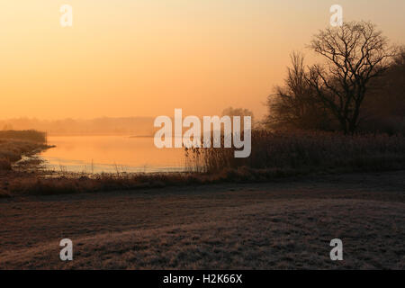 Matin atmosphère dans Riverside Forest, au milieu de la Réserve de biosphère de l'Elbe, Dessau-Rosslau, Saxe-Anhalt, Allemagne Banque D'Images