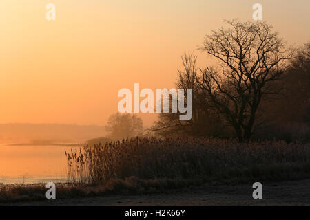 Matin atmosphère dans Riverside Forest, au milieu de la Réserve de biosphère de l'Elbe, Saxe-Anhalt, Allemagne Banque D'Images