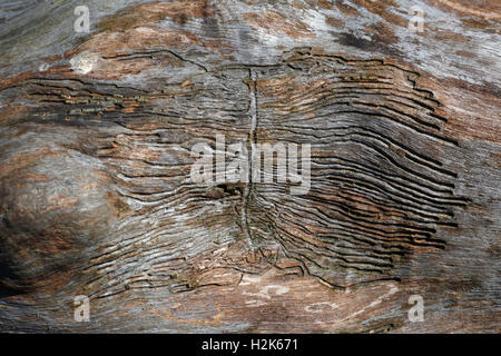 Des traces d'alimentation des scolytes de l'orme, au milieu (Scolytus laevis) en tronc de l'arbre de l'aulne, la nature park Peenetal Banque D'Images