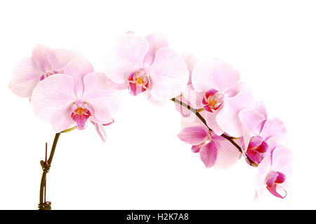 Une tige avec huit belles orchidées fleurs pour fond blanc. Banque D'Images