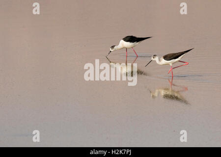 Paire de black-winged Stilt Himantopus himantopus se nourrissent d'insectes sur les salines, Eilat, Israël Banque D'Images