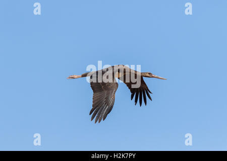 L'enfant unique la Cigogne noire Ciconia nigra en vol sur la migration sur fond de ciel bleu. Eilat, Israël Banque D'Images