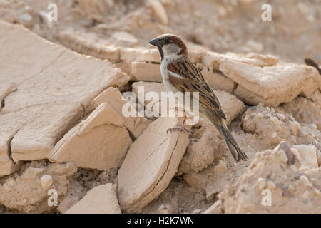 Seul mâle Moineau domestique Passer domesticus, perché sur des rochers poussiéreux, Eilat, Israël. Banque D'Images