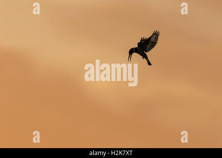 Silhouette de Pied Kingfisher Ceryle rudis planant contre orange ciel, Eilat, Israël Banque D'Images