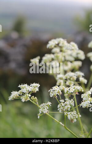 Close-up de minuscules fleurs blanches dans la campagne anglaise avec un mur de pierre grise, dans l'arrière-plan Banque D'Images