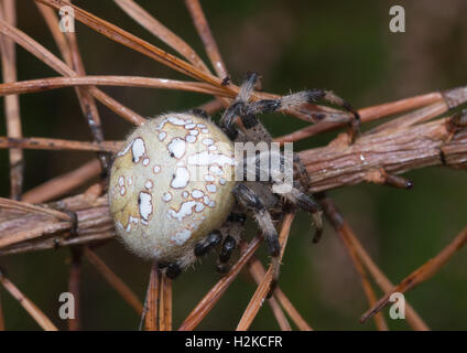 Quatre femmes-spot-orb weaver spider (Araneus quadratus), Surrey, Angleterre Banque D'Images