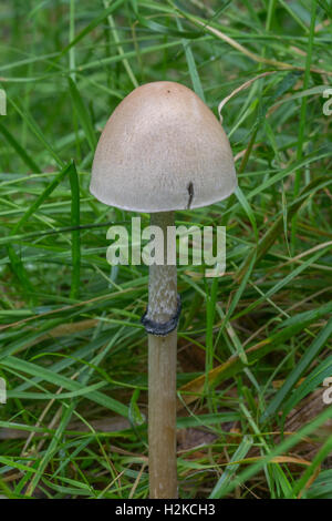 Egghead Mottlegill toadstool (tubaeformis Panaeolus) dans l'habitat herbeux en Angleterre Banque D'Images