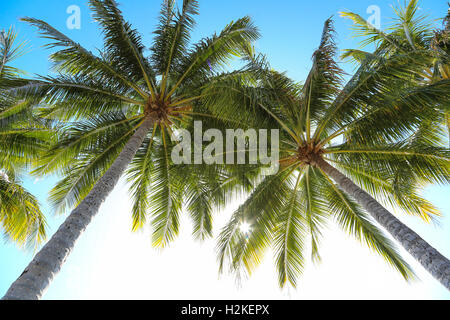 Deux palmiers tropicaux avec des feuilles vertes lors d'une journée ensoleillée. Banque D'Images