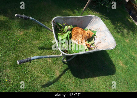 Le gingembre cat de dormir dans une brouette de jardin sur une chaude journée d'été ensoleillée Banque D'Images