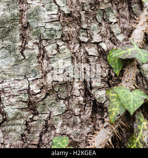 La texture (arrière-plan) shot de Brown l'écorce des arbres, en remplissant le cadre. Banque D'Images