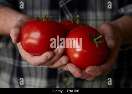 Close up photographie de mans hands holding freshly picked, vigne tomates rouges mûres, avec la saleté sur les mains, le port d'un noir et gr Banque D'Images