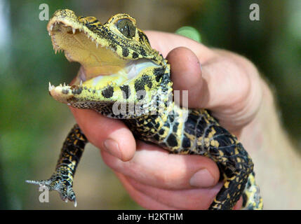 Pilsen, République tchèque. Sep 29, 2016. Crocodile nain africains Osteolaemus tetraspis, nouveau-nés, a été présenté au public dans le zoo à Pilsen, République tchèque le 29 septembre 2016. Photo : CTK Miroslav Chaloupka/Photo/Alamy Live News Banque D'Images