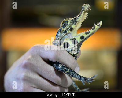 Pilsen, République tchèque. Sep 29, 2016. Crocodile nain africains Osteolaemus tetraspis, nouveau-nés, a été présenté au public dans le zoo à Pilsen, République tchèque le 29 septembre 2016. Photo : CTK Miroslav Chaloupka/Photo/Alamy Live News Banque D'Images