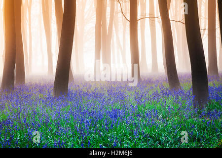 Bluebell Woods au lever du soleil. Banque D'Images