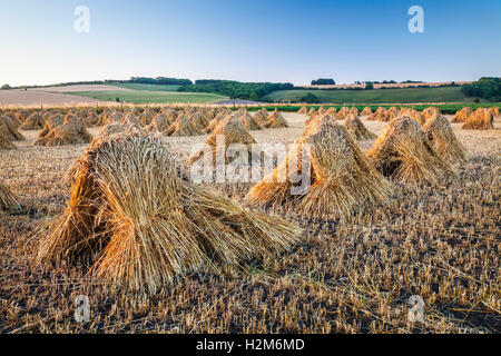 Moyettes traditionnels de blé dans un champ dans le Wiltshire, Royaume-Uni. Banque D'Images