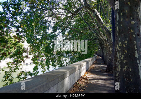 Rome Italie avenue des Platanes surplombant Tibre Banque D'Images