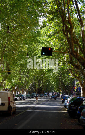 Rome, Italie, l'avenue des Platanes Banque D'Images