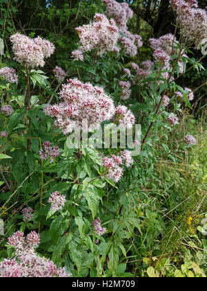 Wasserdost, Kunigundenkraut, Eupatorium cannabinum, Heilpflanze, Banque D'Images