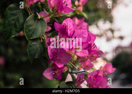Belle rose, violet fleurs de bougainvilliers Banque D'Images