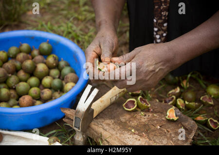 Un producteur du commerce équitable fraîchement récoltés de coquilles de noix macadamia avec un marteau à son domicile dans le comté de Kirinyaga, au Kenya. Banque D'Images