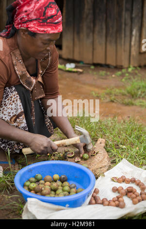 Un producteur du commerce équitable fraîchement récoltés de coquilles de noix macadamia avec un marteau à son domicile dans le comté de Kirinyaga, au Kenya. Banque D'Images