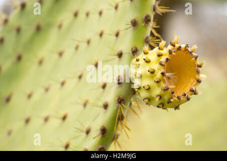 L'Equateur, Galapagos : vieux cactus géant endémique-tree Banque D'Images