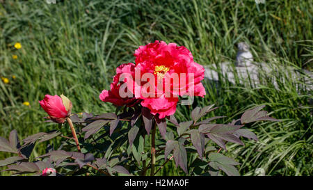 La pivoine, fleur rouge,Paeonia contre du personnel vert Banque D'Images